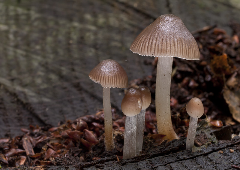 Mycena inclinata